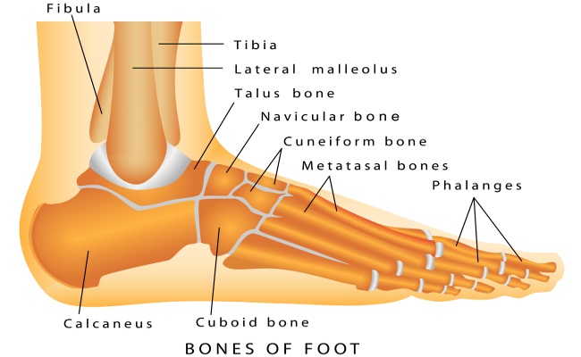 Bones-Of-The-Foot-Diagram